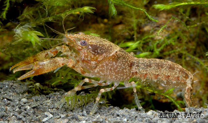 Карликовый рак. Болотный. Рак голубой. Корм. Фон