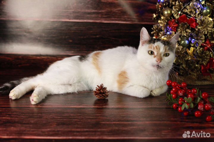 Кошка в дар бесплатно