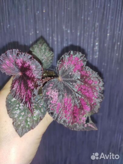 Бегонии набор 4