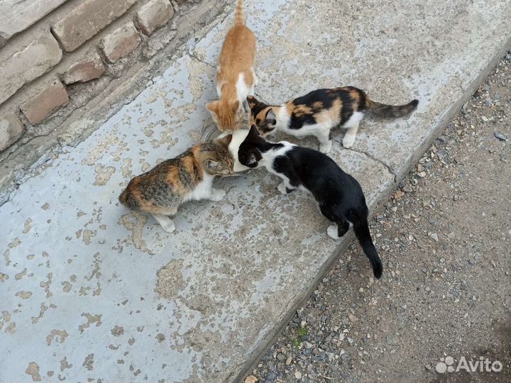 Котята в добрые руки бесплатно