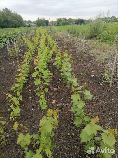 Саженцы и черенки винограда