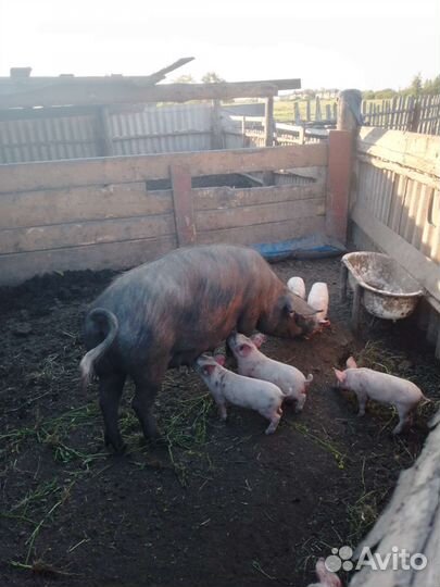 Поросята ландрас