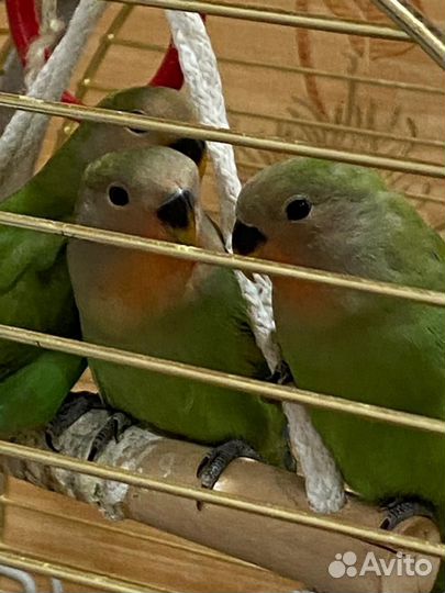 Попугаи неразлучники