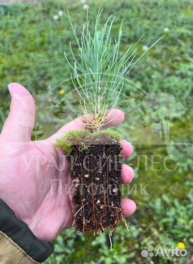 Сеянцы на лесовосстановление Горная сосна Мугус зк