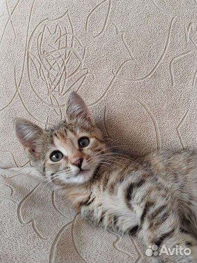 Котенка в добрые руки