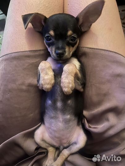 Мини той-терьер