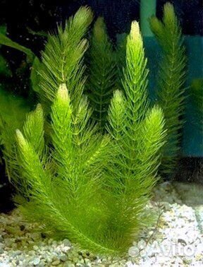 Растения для аквариума