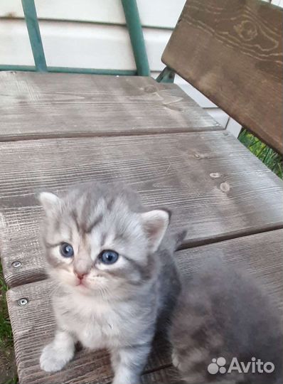 Кошка в дар бесплатно