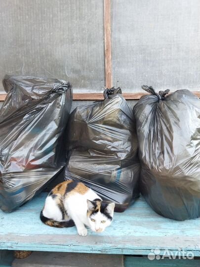 Кошка (подросток) в добрые руки