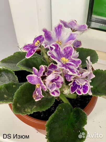 Сортовые фиалки