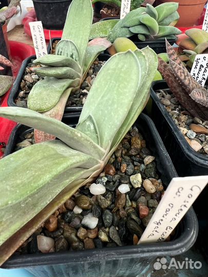 Гастерия (Gasteria) - 1