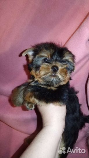 Мини мальчики