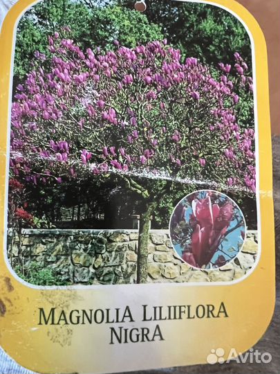 Магнолия