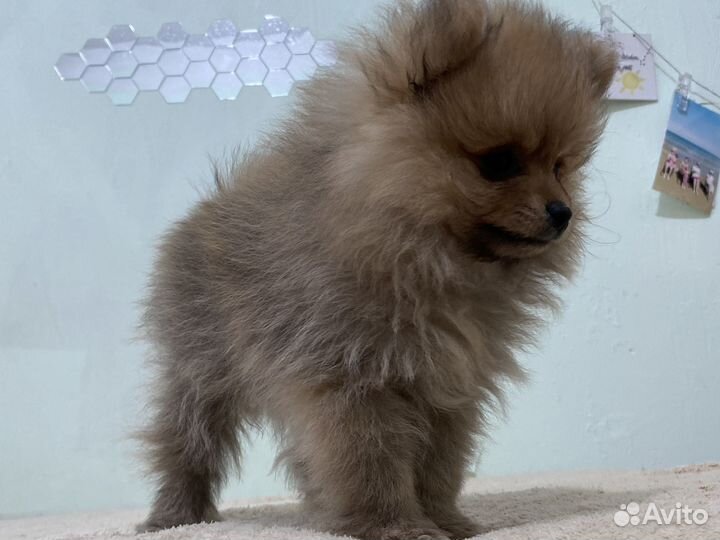 Малый немецкий шпиц
