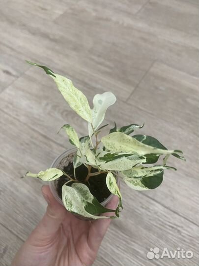 Фикус бенджамина керли, твилайт