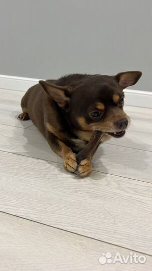 Гостиница для животных/передержка/догситтер