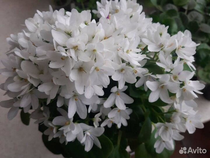 Фиалки трейлеры