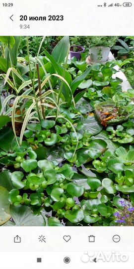 Растения для пруда