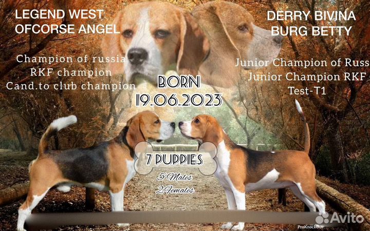 Щенки бигль