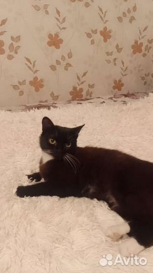 Кошка в дар бесплатно