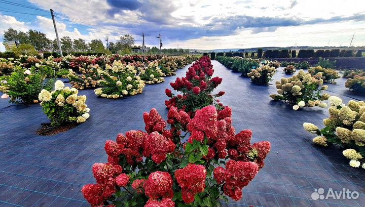 Гортензия Самарская Лидия