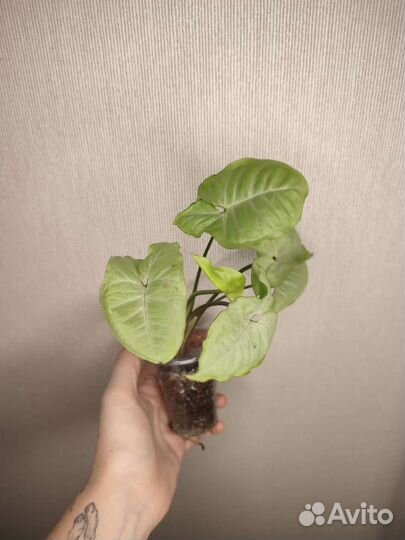 Ароидные и не только