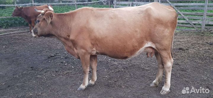 Коровы бычок телята телки
