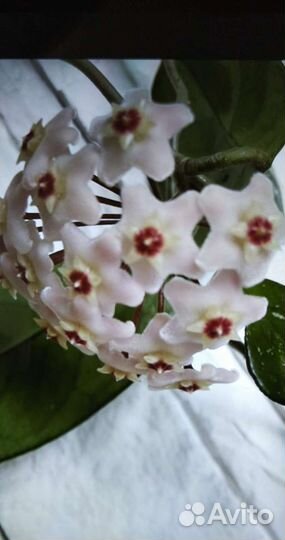 Хойя или восковой плющ