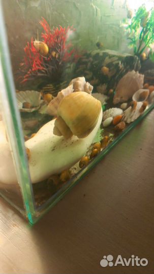 Улитки аквариумные ампулярии