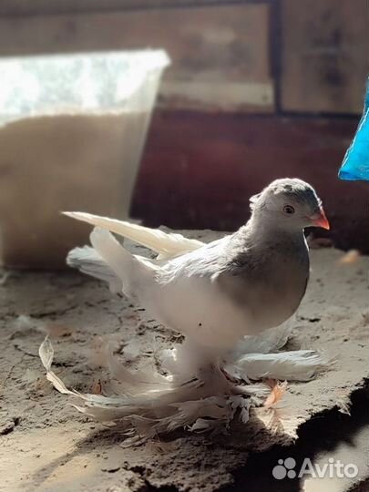 Голуби