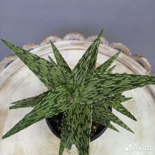 Кактусы и суккуленты