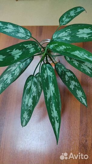 Комнатные растения. Аглаонема Трейба