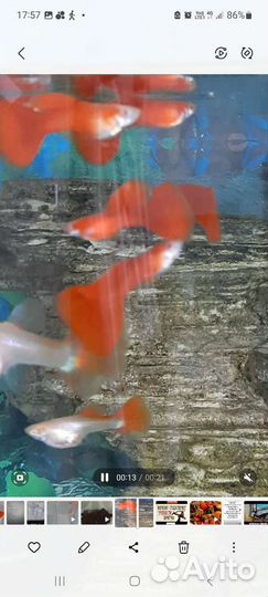 Гуппи Фулл Ред Альбино, криптокорина