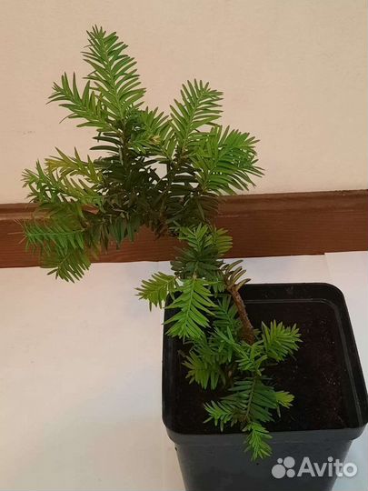 Тис ягодный