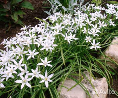 Птицемлечник