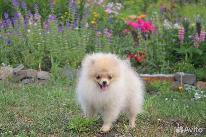 Шпиц- супер щенки Померанцы
