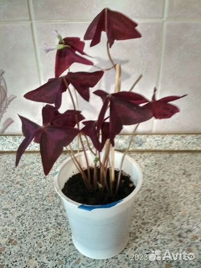 Кислица оксалис