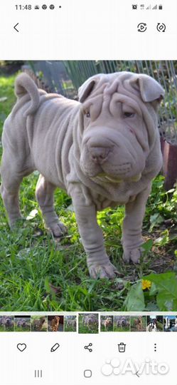 Щенки шарпей