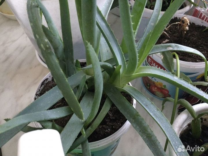 Алоэ, алоэ вера