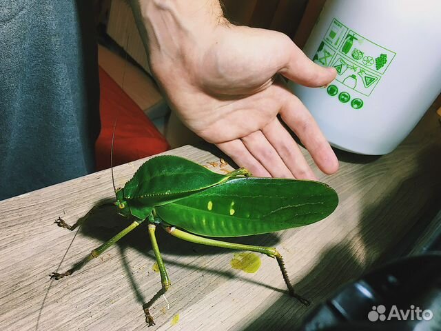 Кузнечики живые siliquofera grandis Яйца/Нимфы купить в Москве ...