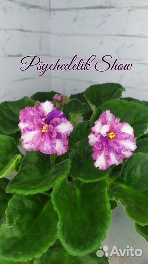 Детки сортовых фиалок