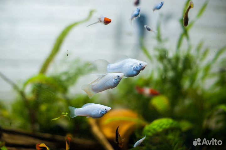 Чистка аквариума,запуск,помощь,консультация