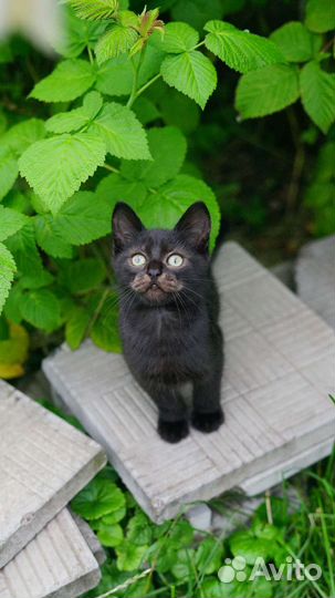 Котята-ребята от кошки без гена агрессии