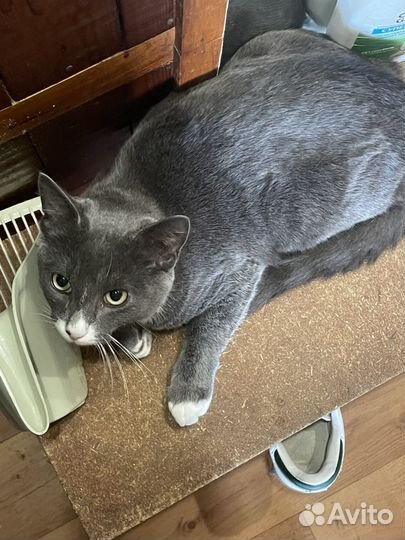 Домашние животные кошки