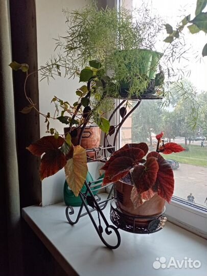 Комнатные цветы бесплатно