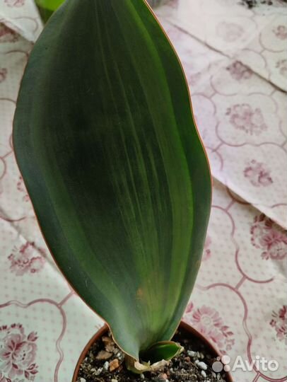 Сансевиерия масониана вариегатная