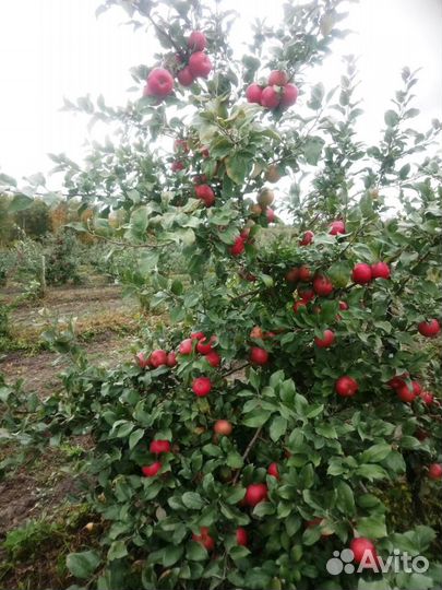 Саженцы яблони