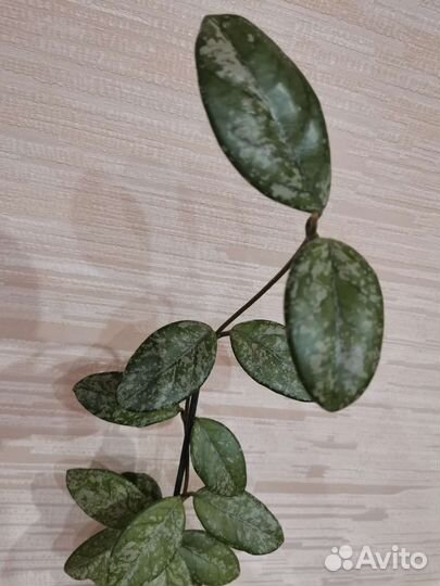 Хойя Wilbur Graves, Finlaysonii long leaf