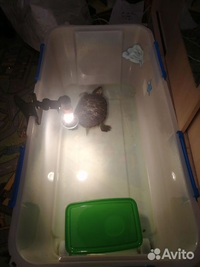 Красноухая черепаха с аквариумом