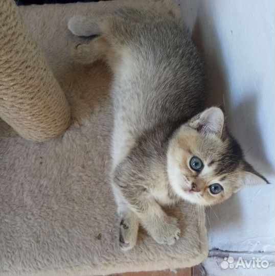 Шотландская прямоухая